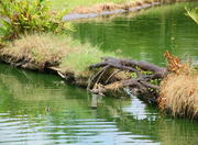 Mangrove of Herons Garden in Belem