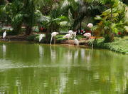 Mangrove of Herons Garden in Belem