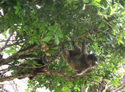 Zoológico in Belo Horizonte