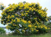 Parque Ecológico Dom Bosco in Brasília 