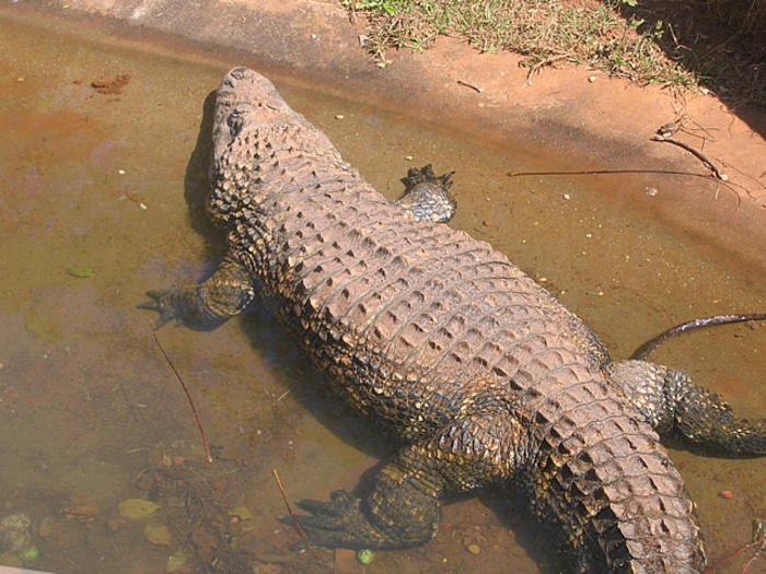 Brasilia Zoo