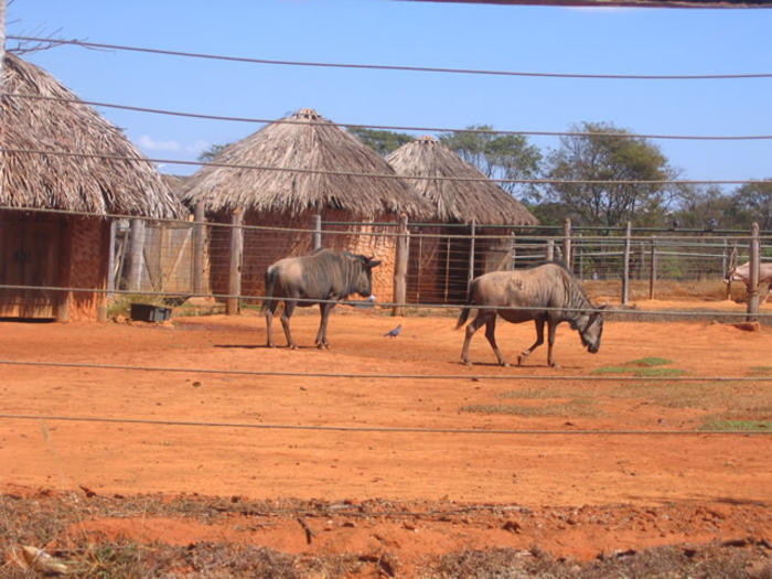 Brasilia Zoo