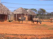 Brasilia Zoo