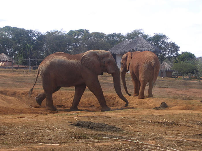 Brasilia Zoo