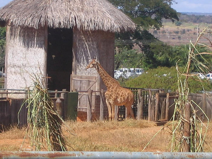 Brasilia Zoo