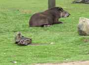 Iguaçu Park Zoo in Curitiba