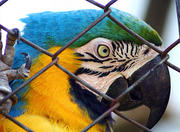 Iguaçu Park Zoo in Curitiba