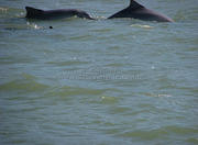 Schooner Ride to the Dolphin Bay