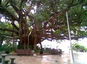 Praça XV de Novembro - Florianópolis