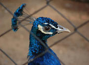 Zoológico in Goiânia