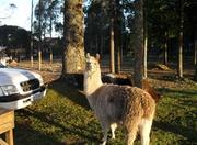 Picutre of Hotel FaZenda Pampas in Gramado