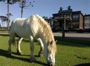 Picutre of Hotel FaZenda Pampas in Gramado