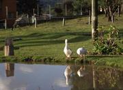 Picutre of Hotel FaZenda Pampas in Gramado