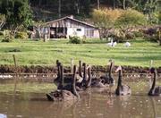 Picutre of Hotel FaZenda Pampas in Gramado