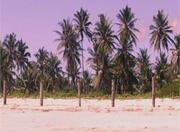 Picutre of Pousada Sitio Phoenix in Jericoacoara