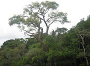 Negro River - Novo Airão region - Amazon