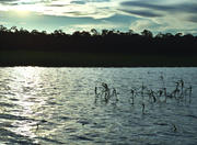 Silves Island in the Amazon region