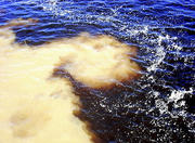 Meeting of the Rivers Negro-Solimões, Amazon