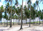 Punaú Beach in Natal