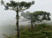 Parque Nacional de Aparados da Serra