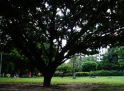 Jaqueira Park in Recife