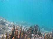 Scuba Diving at Buzios in Rio de Janeiro