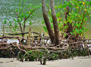 Jabaquara Beach in Paraty