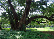 Campo de Santana in Rio de Janeiro