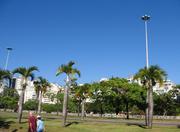 Flamengo Park´s Bottle Palms in Rio de Janeiro