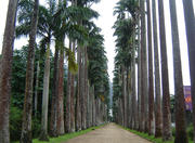 Jardim Botanico in Rio de Janeiro