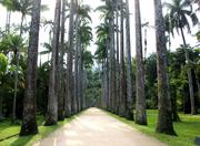 Jardim Botanico in Rio de Janeiro