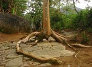 Parque Nacional da Serra da Bocaina