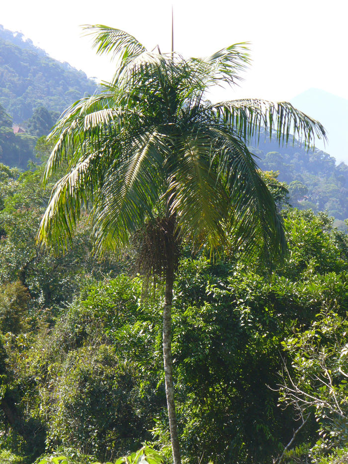 Serra dos Órgaos National Park