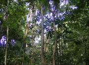 Parque Nacional da Tijuca in Rio de Janeiro