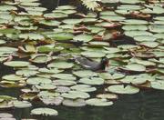 Botanical Garden of São Paulo