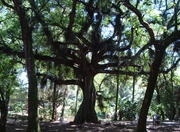 Parque Chico Mendes in São Paulo