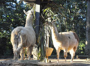 Safari Zoo (former Simba Safari)