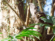 São Paulo Zoo