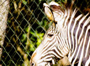 São Paulo Zoo